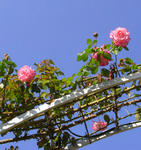 071024rose.jpg