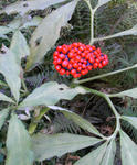 071026mamushigusa.jpg
