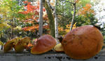 071028jikobo.jpg