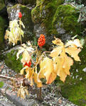 071101mamushigusa.jpg