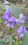 071101torikabuto.jpg