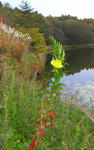 071101matsuyoigusa.jpg