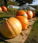071101kabocha.jpg
