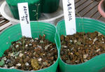 071105azureum.jpg