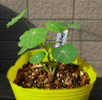 071105daygrowmix.jpg
