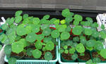 071112majus.jpg