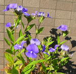 071112bluecatseye.jpg