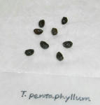 071116pentaphyllum.jpg