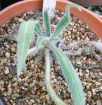 071116echium.jpg
