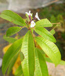 071125lemonverbena.jpg