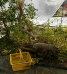 071125lemonverbena2.jpg