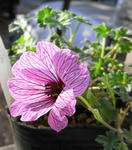 071125geranium.jpg