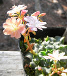 071125lewisia.jpg