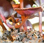 071202cyclamen.jpg
