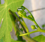 071202canary.jpg