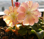 071208lewisia.jpg