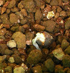 071213beuthii.jpg