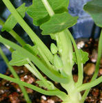 071213majus.jpg