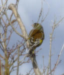 071216kawarahiwa.jpg