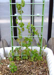071216ciliatum.jpg