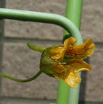 071216ciliatum0705.jpg