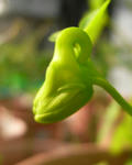 071219canary.jpg