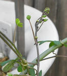 071221haname2.jpg