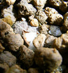 071222polyphyllum.jpg
