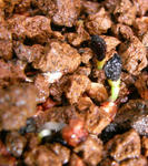071223lingholum.jpg