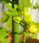 071224canary.jpg