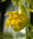 071224canary2.jpg