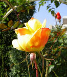 071228rose.jpg