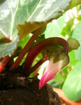 071230cyclamen.jpg