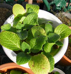 080104boliji.jpg