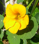 080105majus.jpg