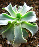 080105lewisia2.jpg