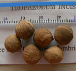 080112incisum.jpg
