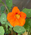 080113majus.jpg