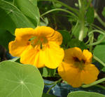 080113majus2.jpg