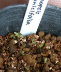 080114betonicifolia.jpg