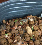 080114napaulensis.jpg