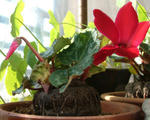 080115cyclamen.jpg