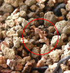 080117germination.jpg