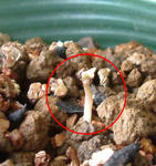 080117germination2.jpg
