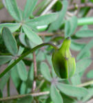 080121lepidum33.jpg