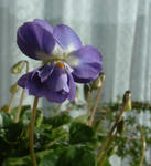 080121sumire.jpg