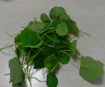 080123leaves.jpg
