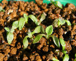 080124lingholm.jpg
