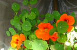080125majus.jpg