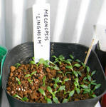 080126lingholm.jpg